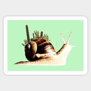 cactus on a snail Sticker